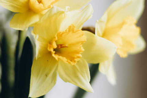 Cabane_Sustainable flowers_Our guide to spring flowers_Daffodils