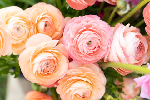 Our guide to spring flowers: beautiful pink and peach ranunculus