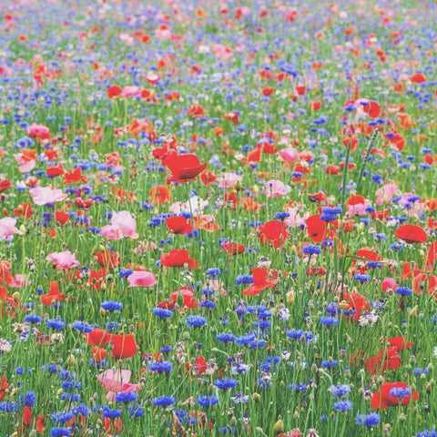 cabane sustainable flower delivery in california