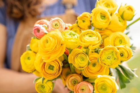 Our guide to spring flowers: Ranunculus the rose of spring