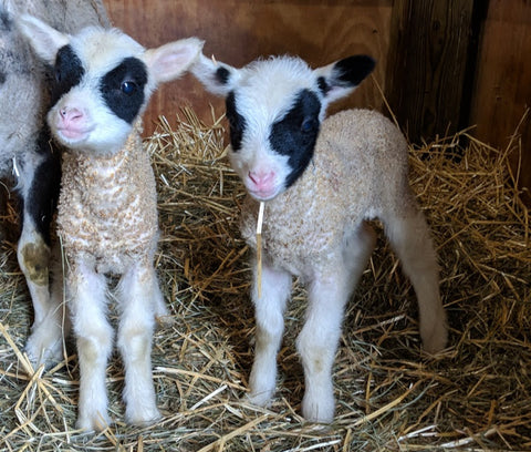 Freyja and Twin Ram as lambs