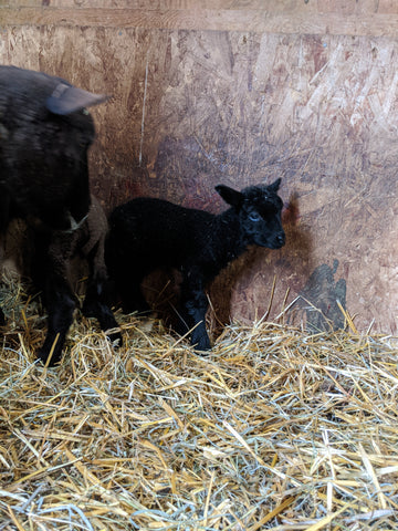 Audie's Black Ewe Lamb