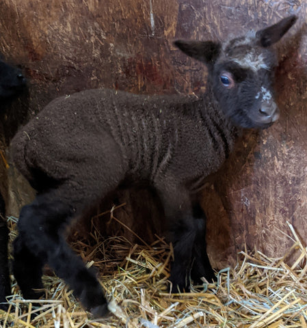 Audie's Moorit Ewe