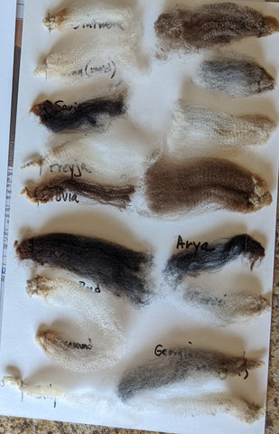 Wool samples from our soft shetland sheep