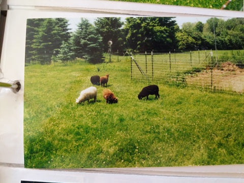 Our First flock of shetland sheep
