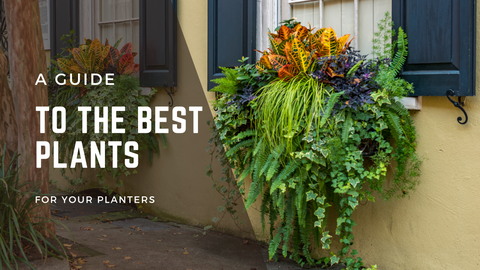 A guide to the best plants to plant in your planters