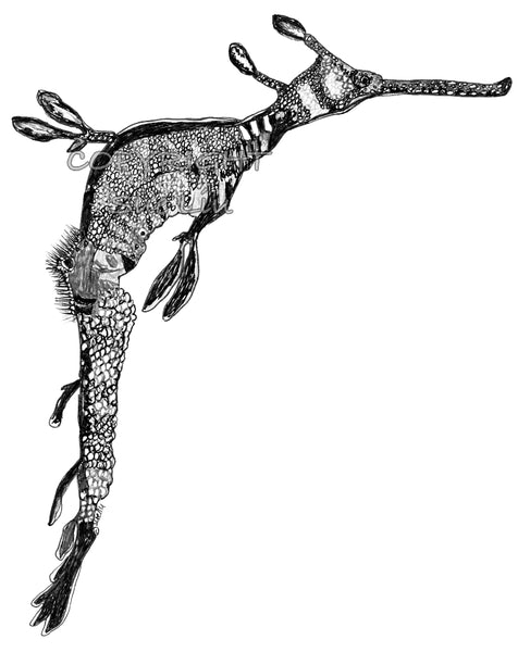 weedy sea dragon drawing