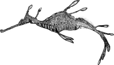 weedy sea dragon drawing