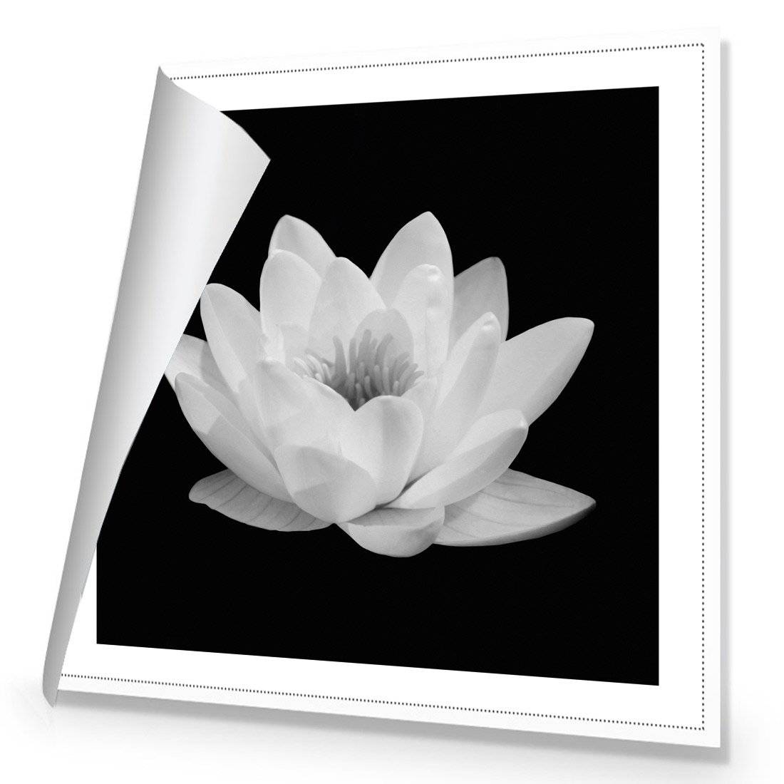 Lotus In Bloom, White Canvas Art-Canvas-Wall Art Designs-30x30cm-Rolled Canvas-Wall Art Designs