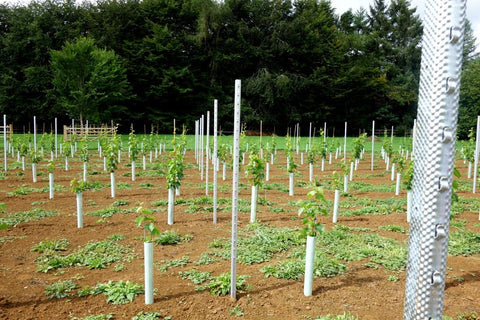 vineyard insert poles