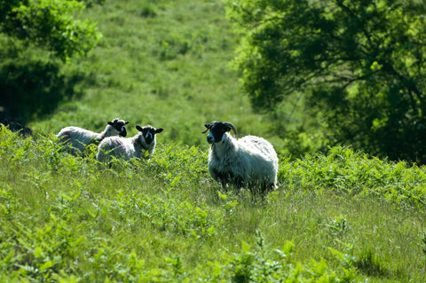 derbyshire-sheep-photoshoot-behind-scenes