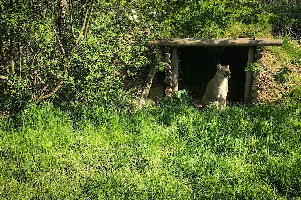 A puma enjoys the sunshine at the Big Cats Sanctuary in Kent.