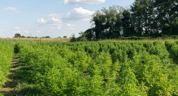 Seventh Sense's field where hemp is grown for CBD products 