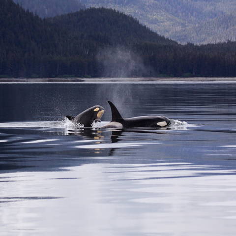 2 Orca breaching water as part of the charitable donations made by Bare Kind