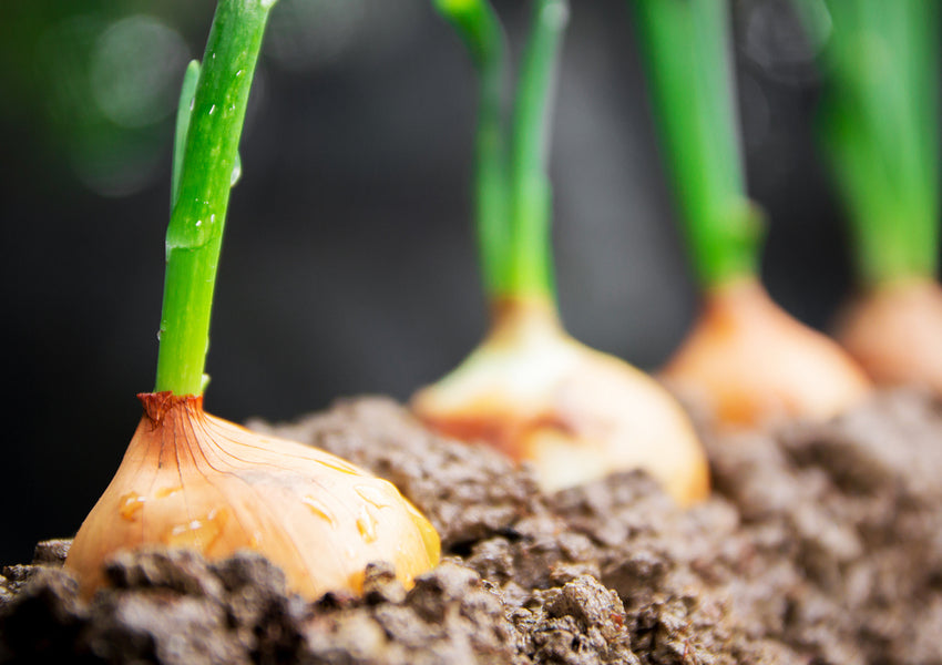 9 Ways to Chop an Onion without Shedding Tears