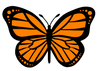 Butterfly Orange