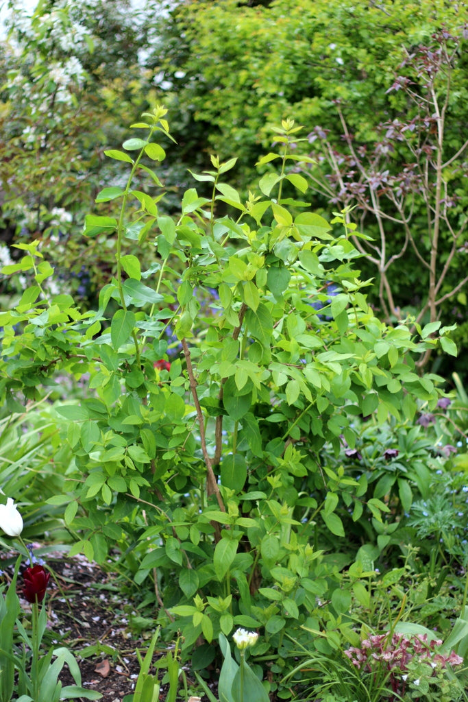 Winter flowering honeysuckle. Garden House Brighton by What You Sow.