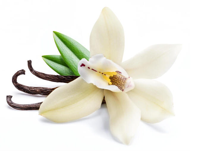 vanilla flower and stick