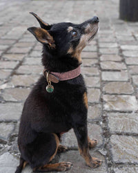 Dog collar Blend Pink - Fantail.be