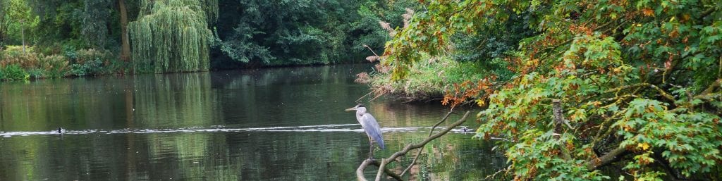 stork at a pond in the vondelpark