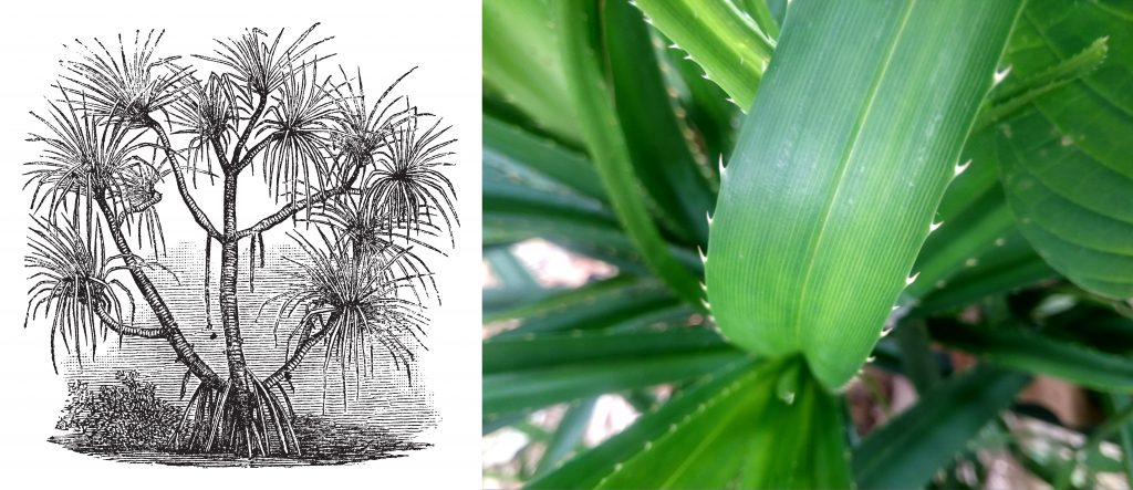 Pandanus Candelabrum plant drawing and close-up