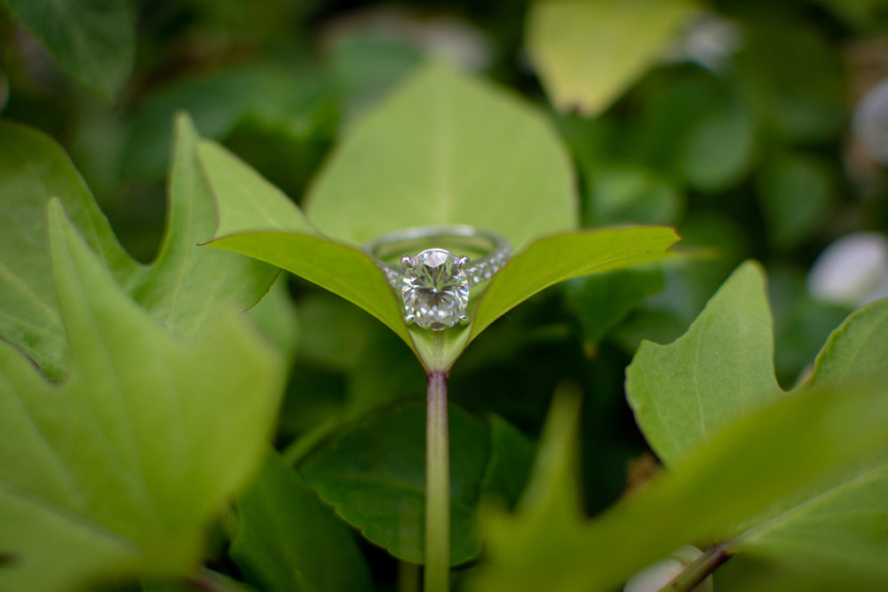 diamond ring on a plant leave