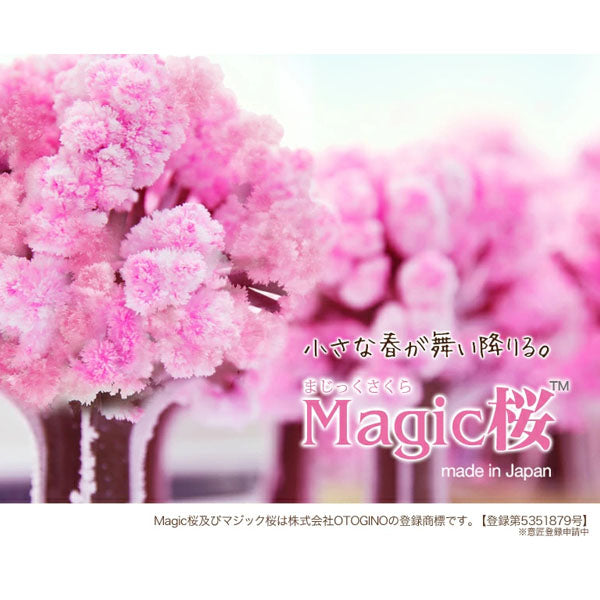 Magic Sakura - 24h Blossoming Mini Cherry Tree--1