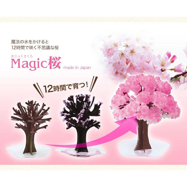 Magic Sakura - 24h Blossoming Mini Cherry Tree--3