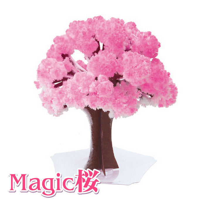 Magic Sakura - 24h Blossoming Mini Cherry Tree--0
