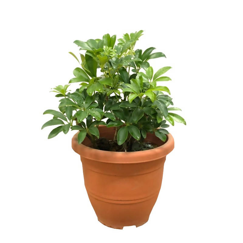 Schefflera + cache pot blanc 14 cm. - Schefflera arboricola