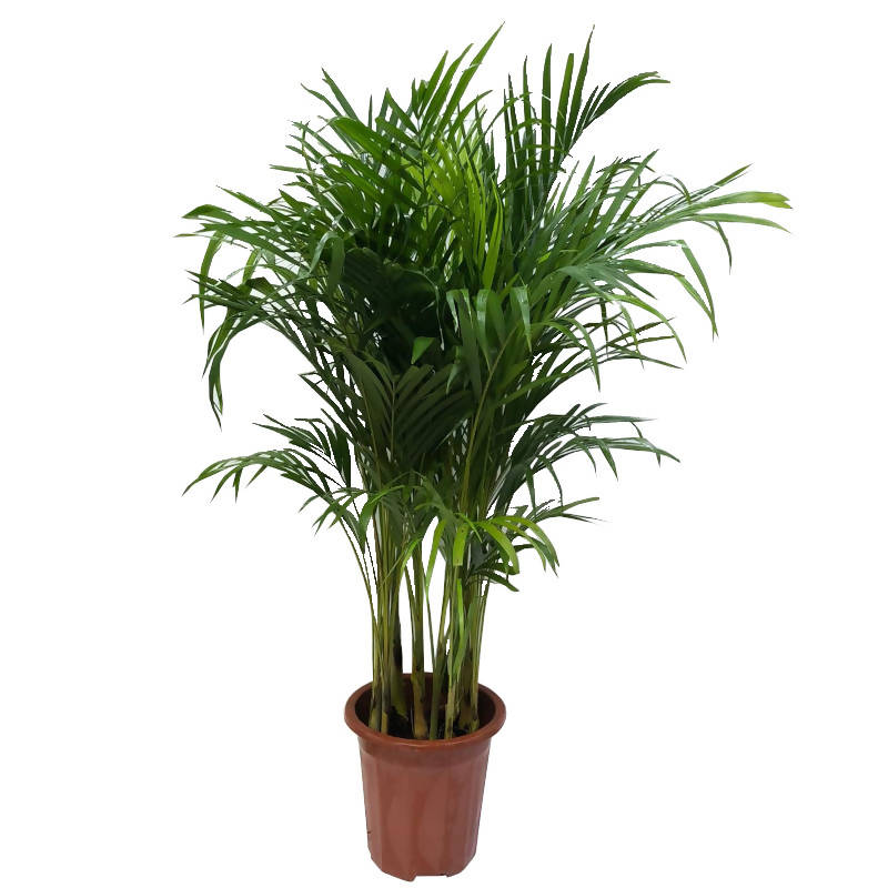 Zamioculcas zamiifolia (Aroid Palm, Zanzibar Gem) (0.28m)* – IM