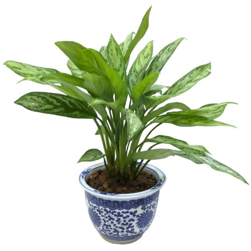 Café-de-salão (Aglaonema nitidum 'Silver Queen') - PictureThis