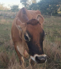 Our Jersey Cow