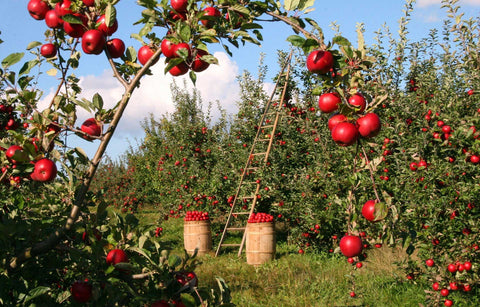 Apple Orchard with trees laden with fruit.