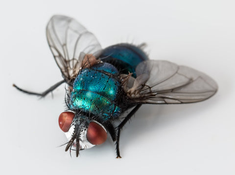 We work like a Blue arsed fly. Picture of a blue coloured fly.