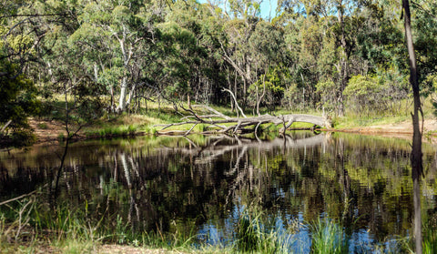 We aren't so far Back of beyond that there are Bunyips living here. Picture of Lagoon in Australian bush.