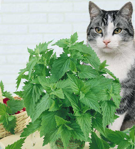 Kitty sitting with catnip planter.