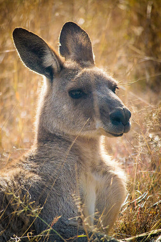 Kangaroo at Nature's Wonderland