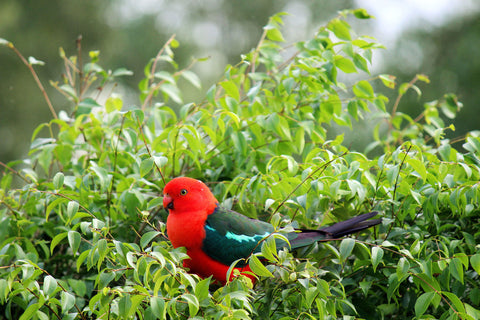 King Parrot