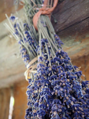 One of the most common flowers to dehydrate is Lavender