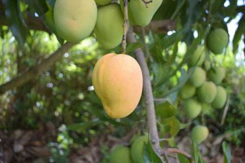Mango hanging on tree ready to pick.