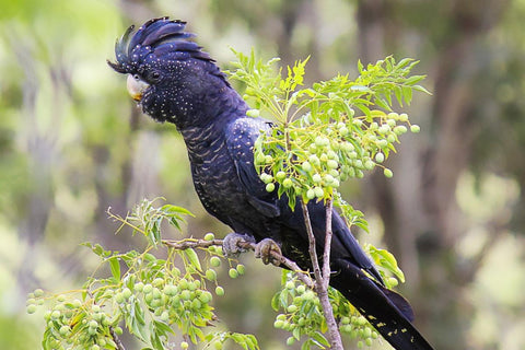 Yellow Tailed Black Cockatoo at Nature's Wonderland