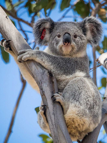 Koala at Nature's Wonderland