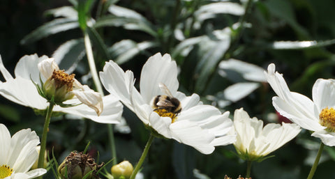 Cosmos with bee