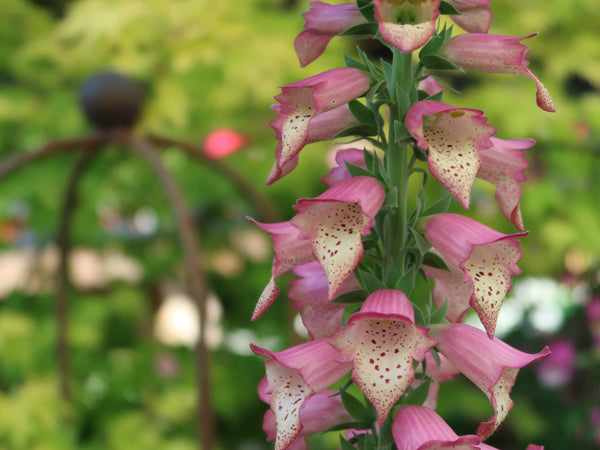 Foxglove