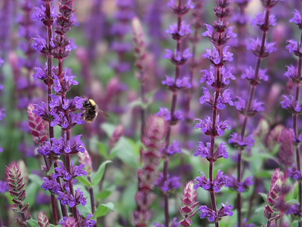 Bee Salvia