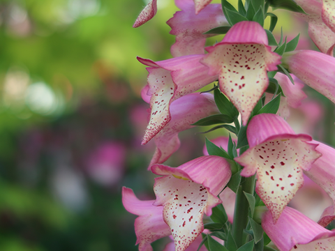 Foxglove