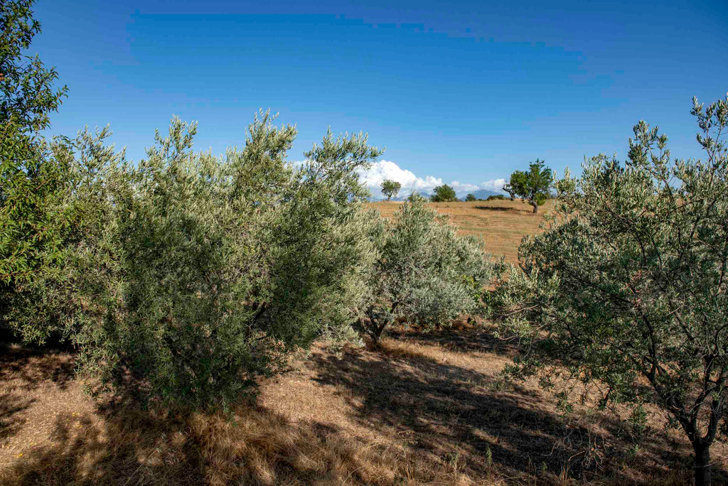 Les huiles d'olive de France (crédit Bonaventure)