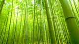 Bamboo extract for healthy and natural exfoliation