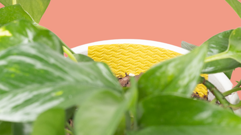 yellow sticky pest trap inside plant pot